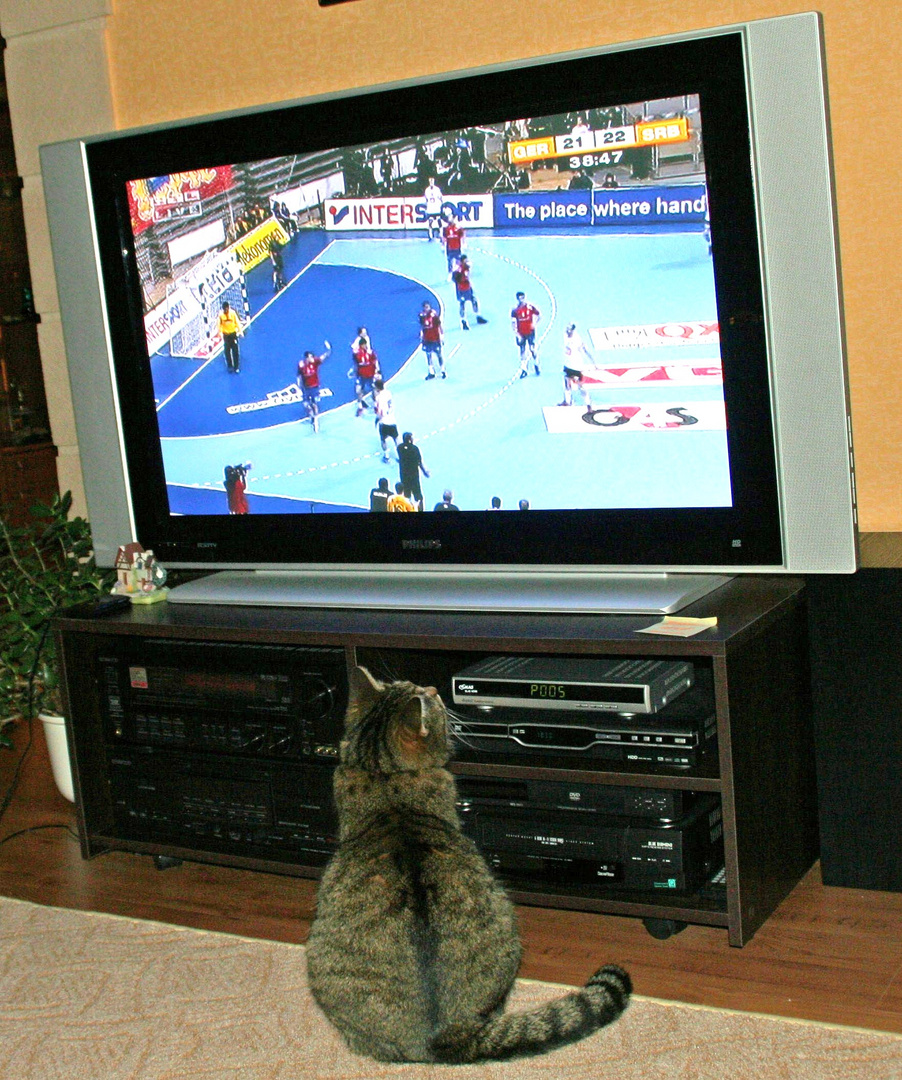 Sportinteressierte Katze