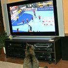 Sportinteressierte Katze