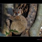 Sportive Lemur oder Lepilemur