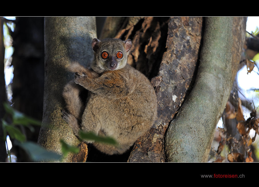 Sportive Lemur oder Lepilemur