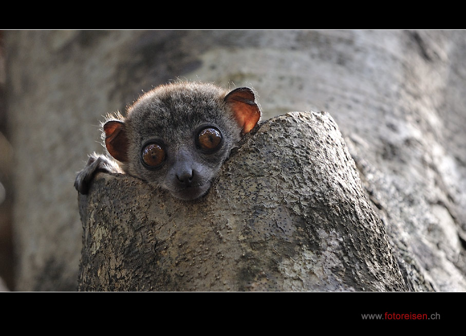 Sportive Lemur oder Lepilemur I