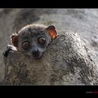 Sportive Lemur oder Lepilemur I