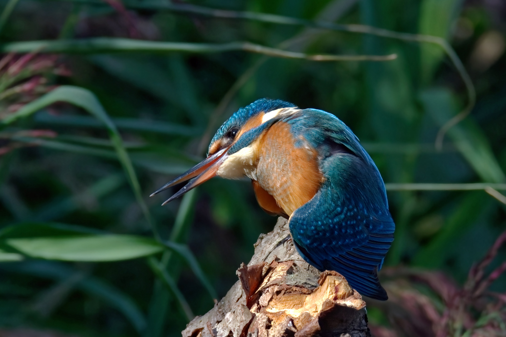 Sportliche junge Dame : Juveniles Eisvogelweibchen - Alcedo atthis - 