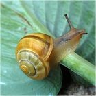 Sportliche Schnecke