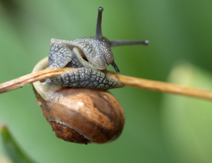 Sportliche Schnecken