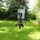 sportlicher Kater