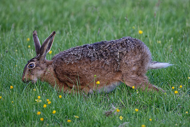 Sportplatz Hase (2)