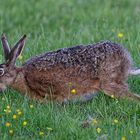 Sportplatz Hase (2)