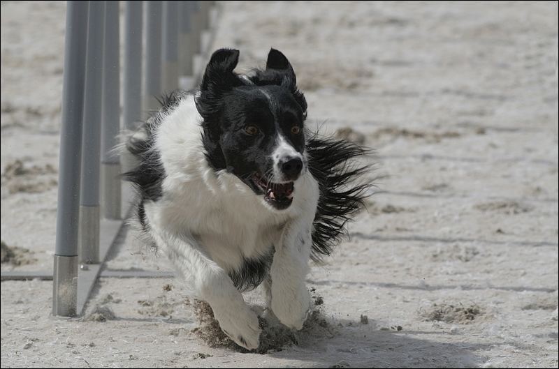 Sportskanone nach dem Slalom