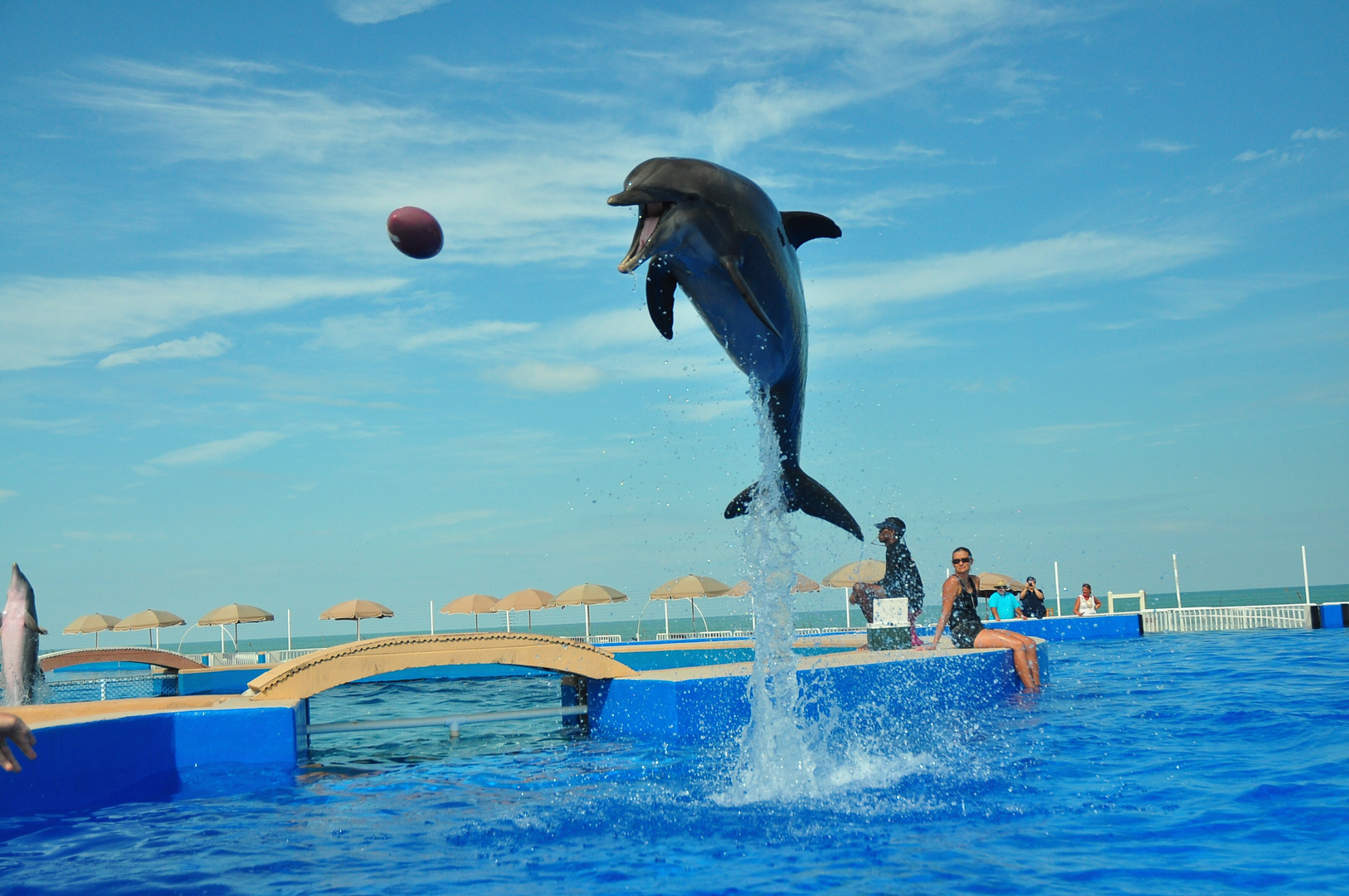 Sporty Dolphin