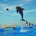 Sporty Dolphin