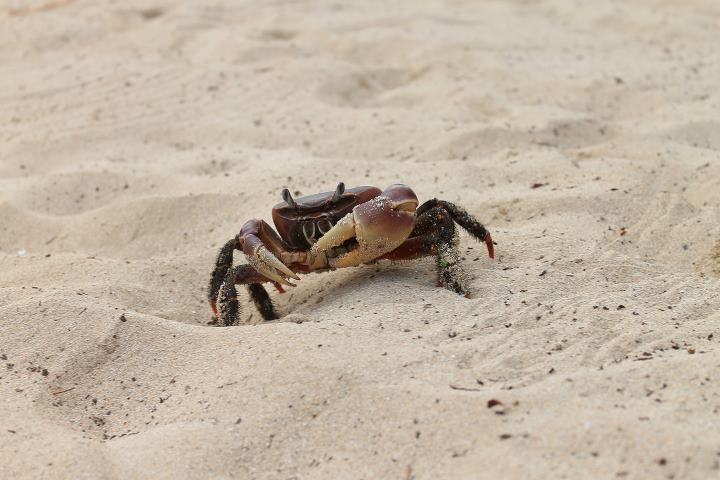 SPOSTAMETI IN SPIAGGIA--MADAGASCAR 2011