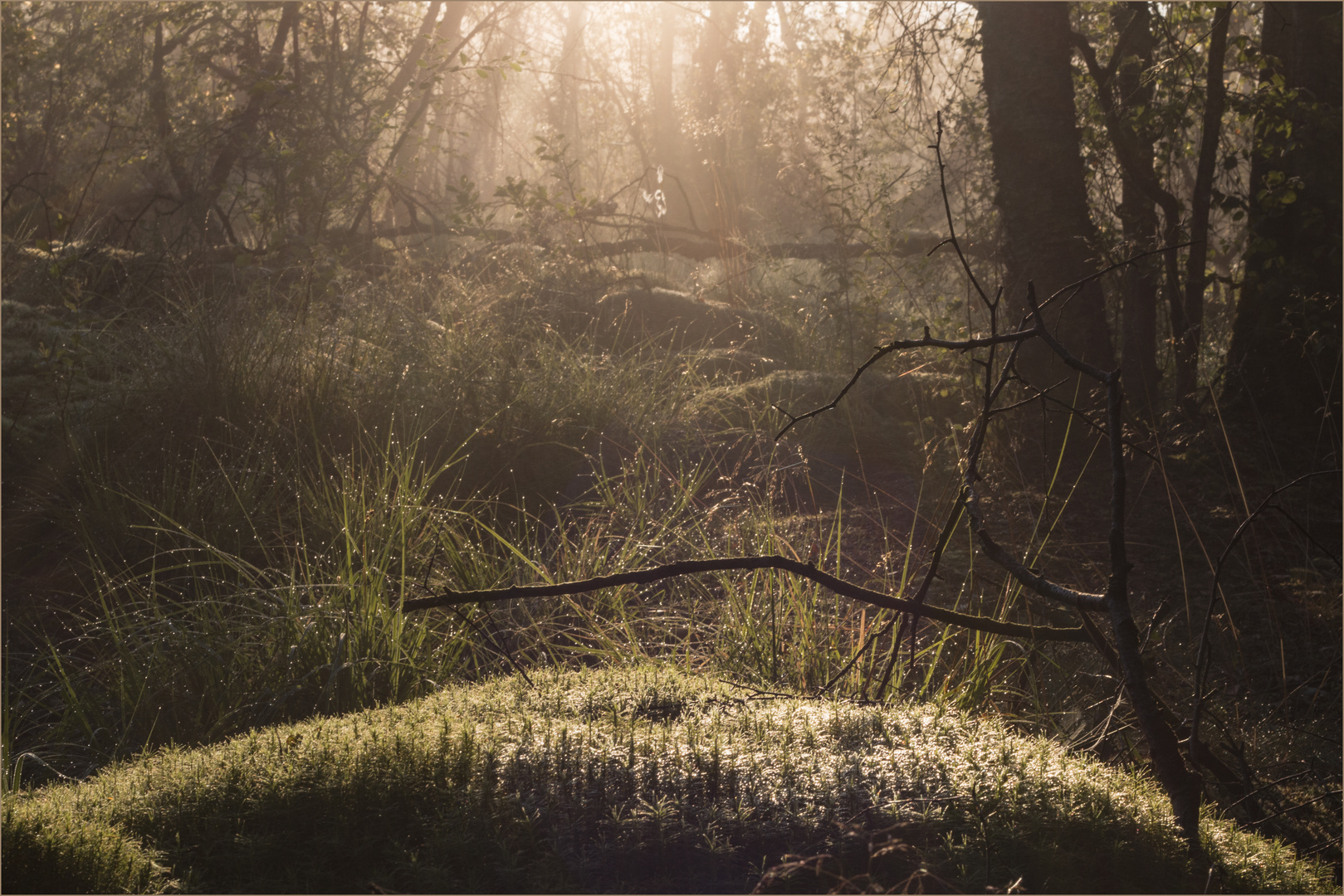 Spot an auf das Moos im Schwenninger Moos