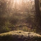 Spot an auf das Moos im Schwenninger Moos