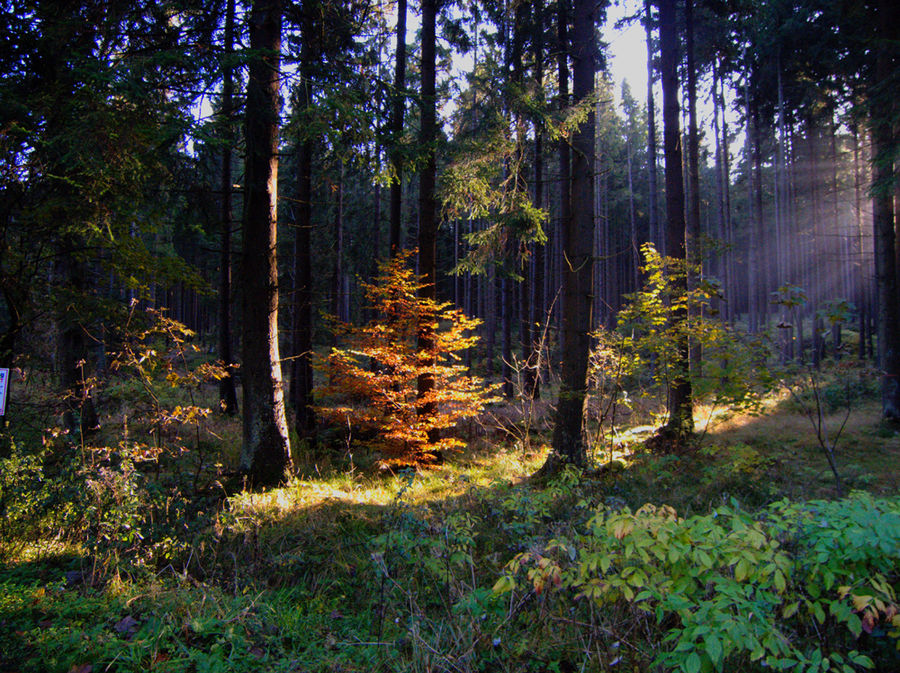 Spot an: DER HERBST