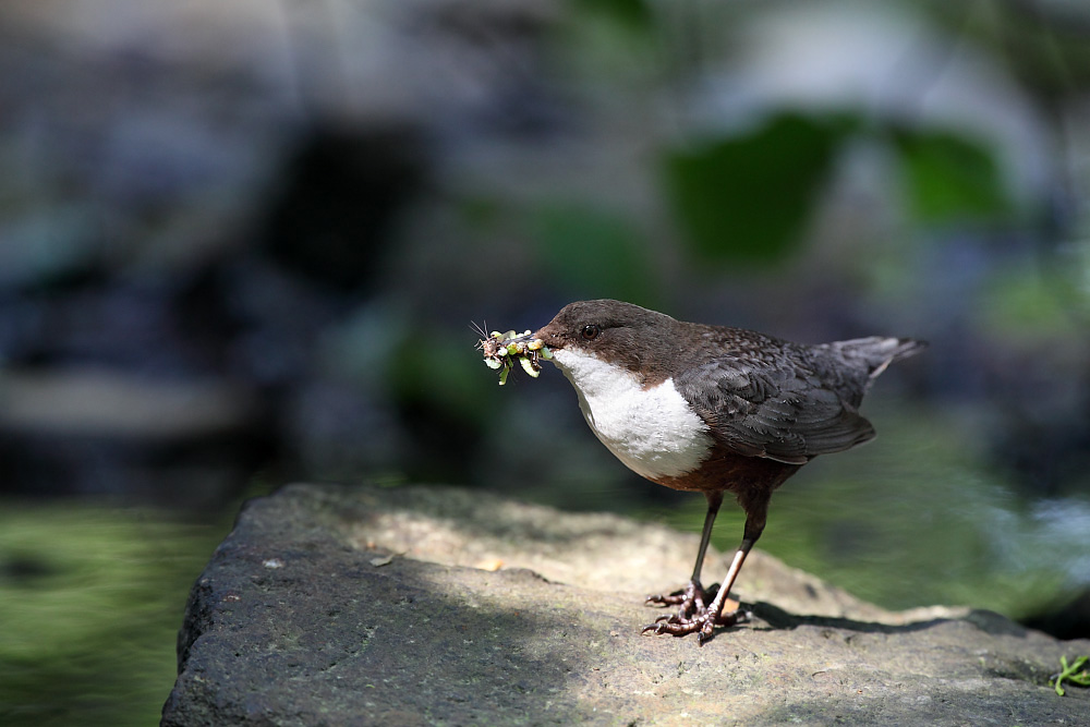 Spot an - Die Wasseramsel