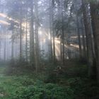 Spot an im Feenwald - Das Zweite