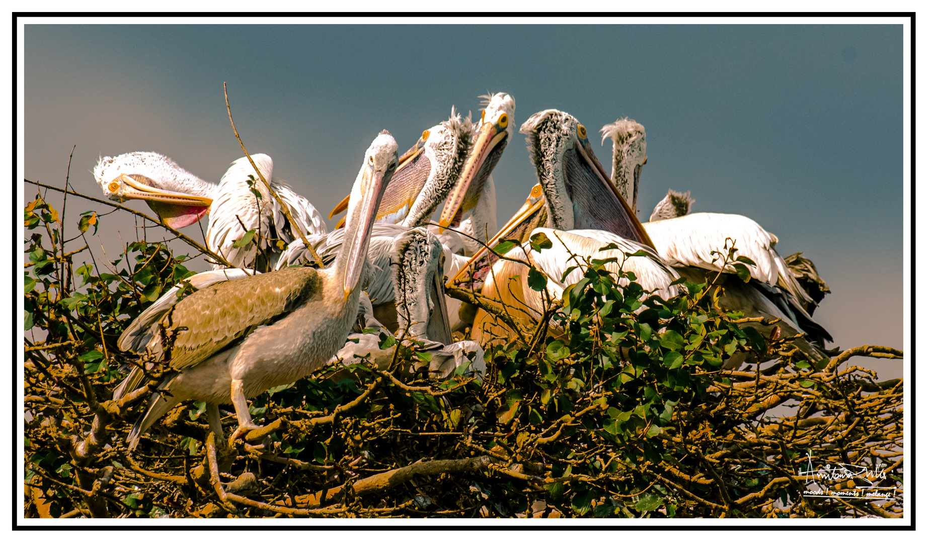 Spot-billed Pelicans AD19218