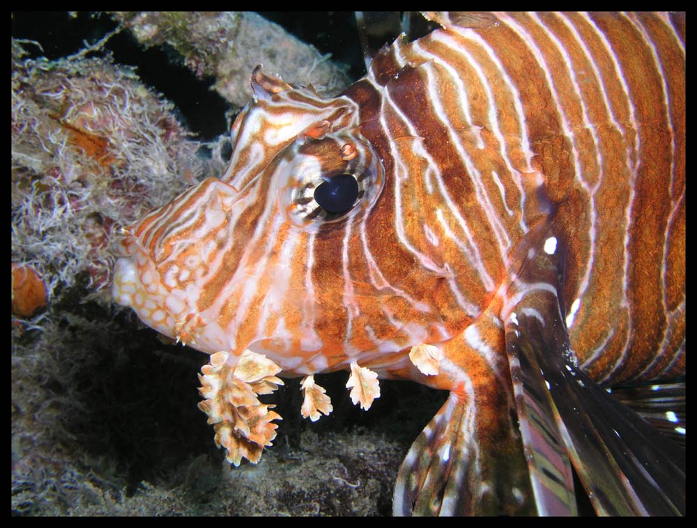 Spot Fin Lion Fish