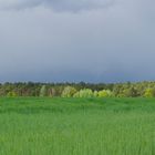 Spotbeleuchtung für die Bäume