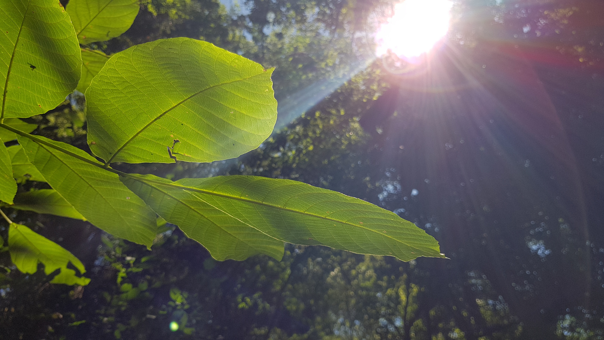 Spotlight Leaf