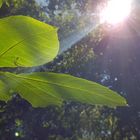 Spotlight Leaf