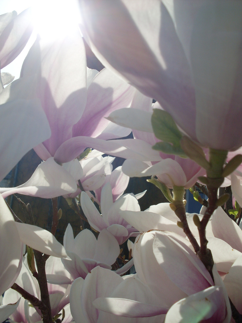 Spott an: Magnolien