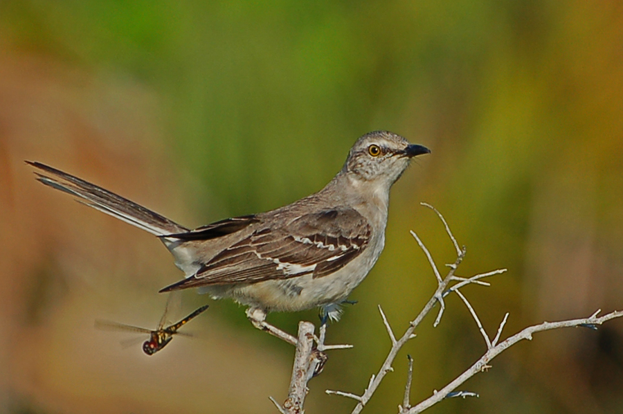 Spottdrossel - Northern Mockingbird (Mimus polyglottos)