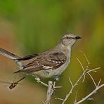 Spottdrossel - Northern Mockingbird (Mimus polyglottos)