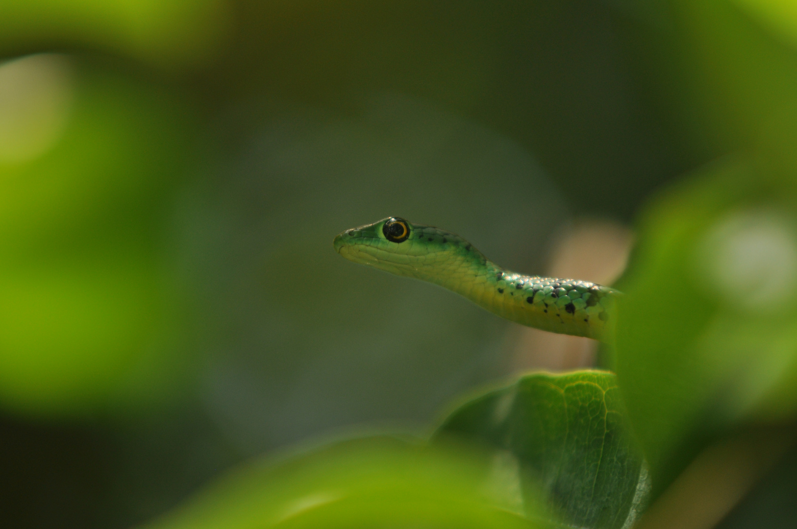 Spotted Bushsnake