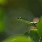 Spotted Bushsnake