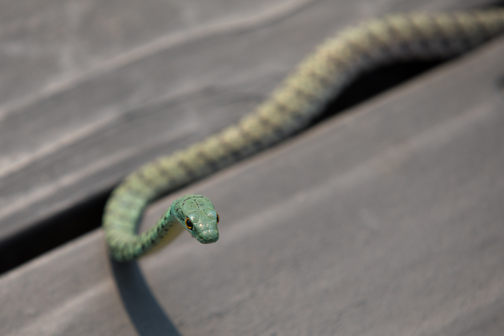 Spotted bushsnake