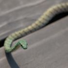 Spotted bushsnake