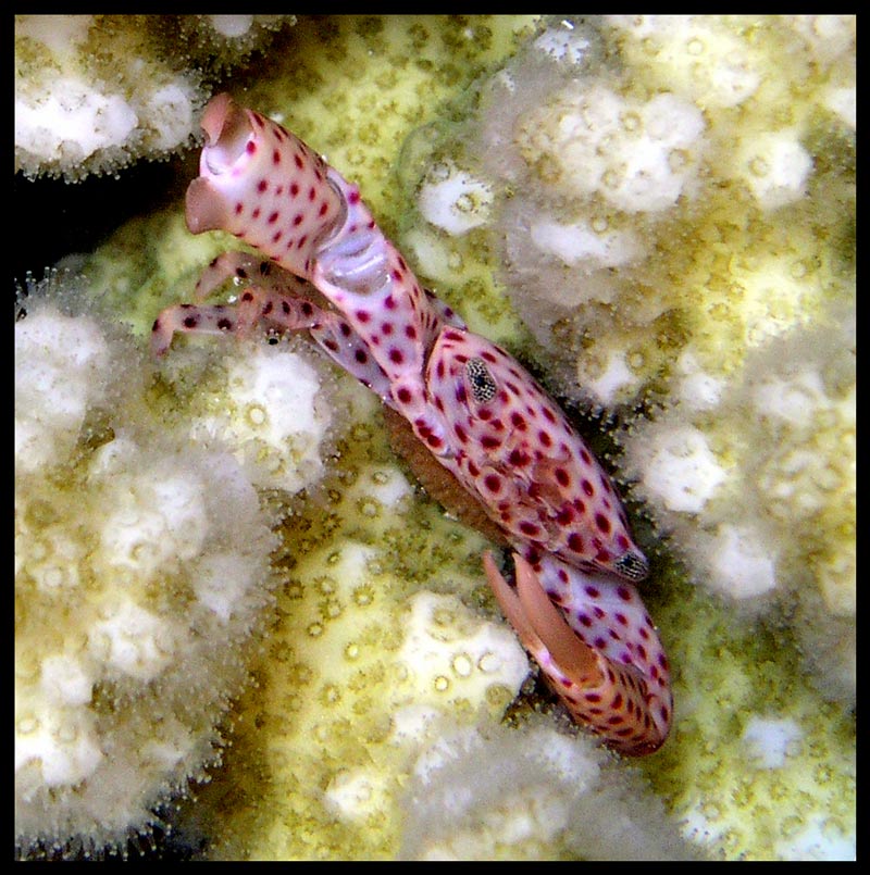 Spotted coral crab