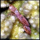 Spotted coral crab