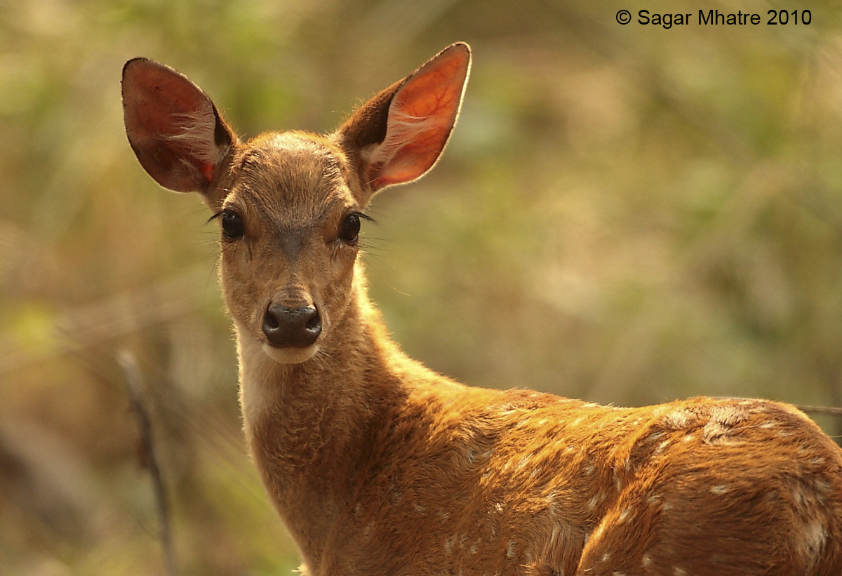 Spotted Deer Fawn in backlighting