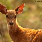 Spotted Deer Fawn in backlighting