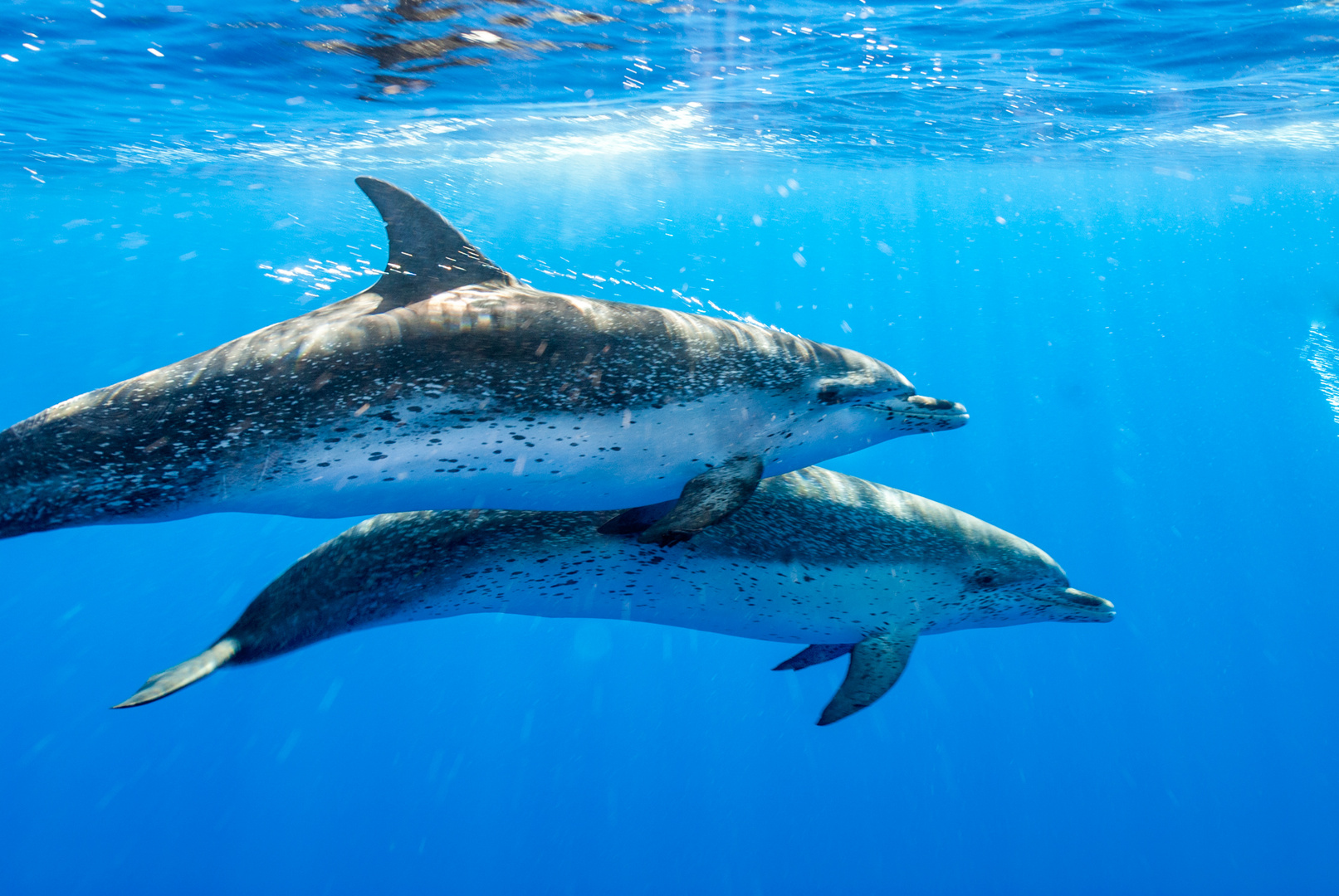 Spotted Dolphins