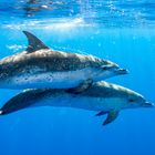 Spotted Dolphins