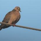 Spotted Dove