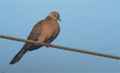 Spotted Dove