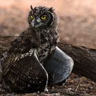 Spotted Eagle Owl