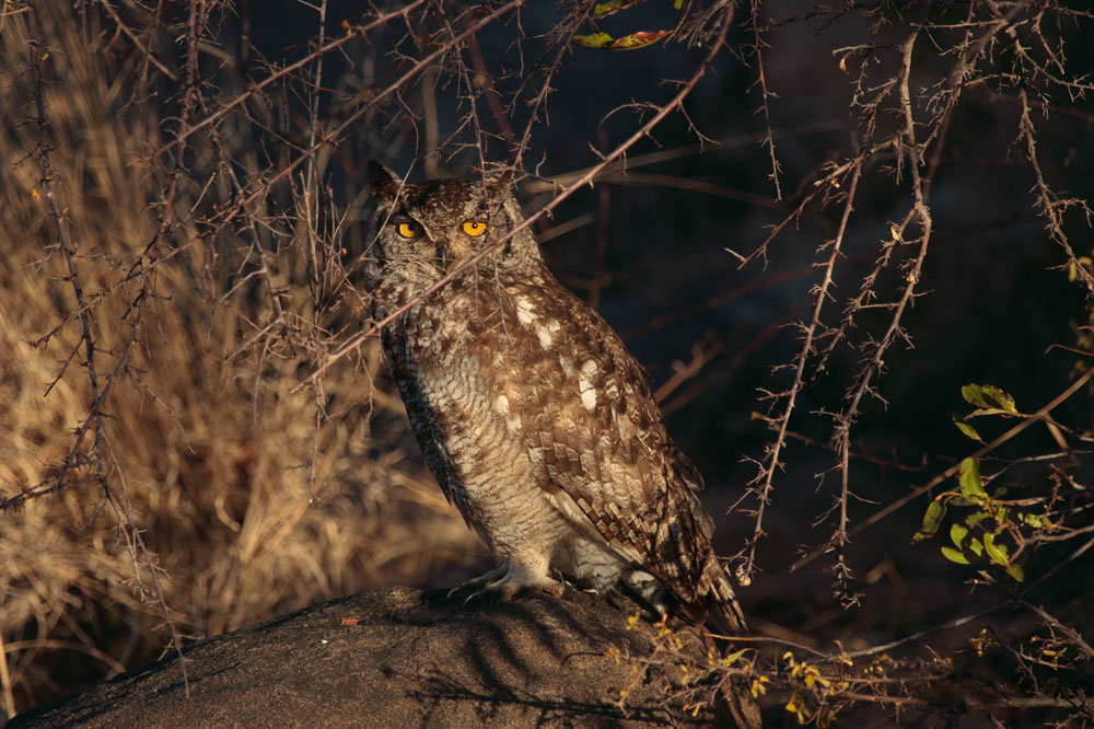 Spotted Eagle Owl