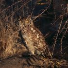 Spotted Eagle Owl