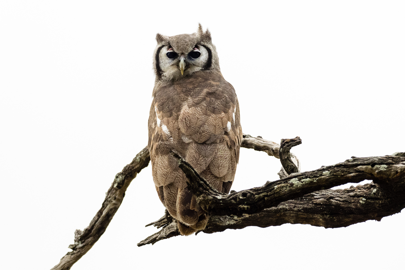 Spotted Eagle Owl - Berguhu