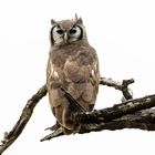 Spotted Eagle Owl - Berguhu