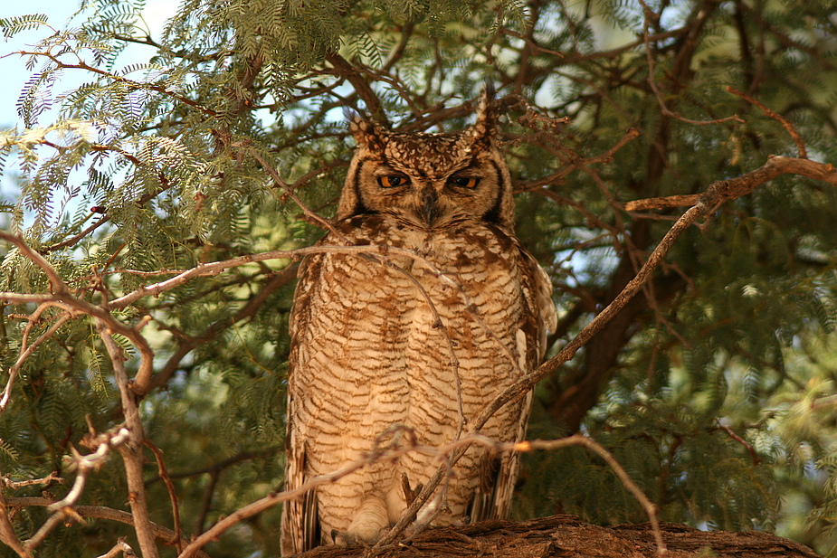 - Spotted Eagle Owl -