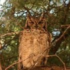 - Spotted Eagle Owl -