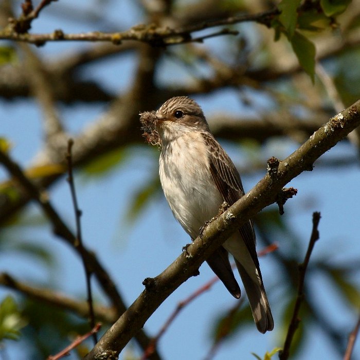 Spotted flycatcher