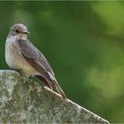 Spotted flycatcher